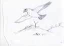 hawk_flying_hill_sketch